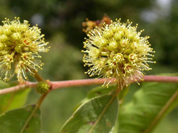 Anogeissus leiocarpa Anogeissus leiocarpa Wikipedia