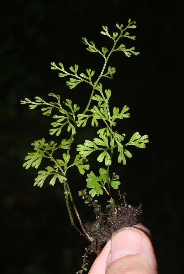 Anogramma Anogramma leptophylla Pteridaceae image 37769 at PlantSystematicsorg