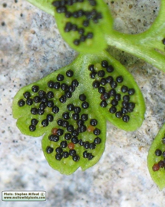 Anogramma Wild Plants of Malta amp Gozo Plant Anogramma leptophylla Annual