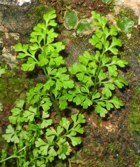 Anogramma leptophylla Wild Plants of Malta amp Gozo Plant Anogramma leptophylla Annual