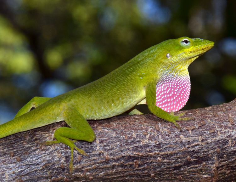 Anolis wwwanoleannalsorgwpcontentuploads201306DSC