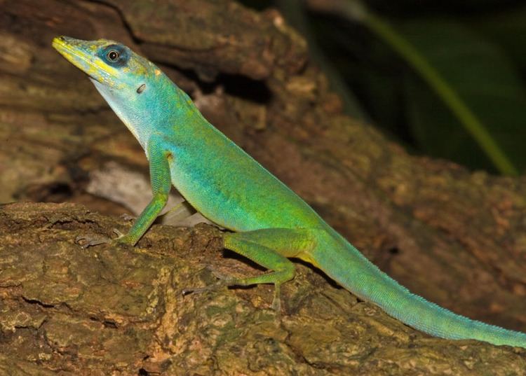 Anolis Anolis trinitatis The Reptile Database