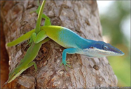 Anolis 1000 images about Anolis on Pinterest Entertaining Blue lizard