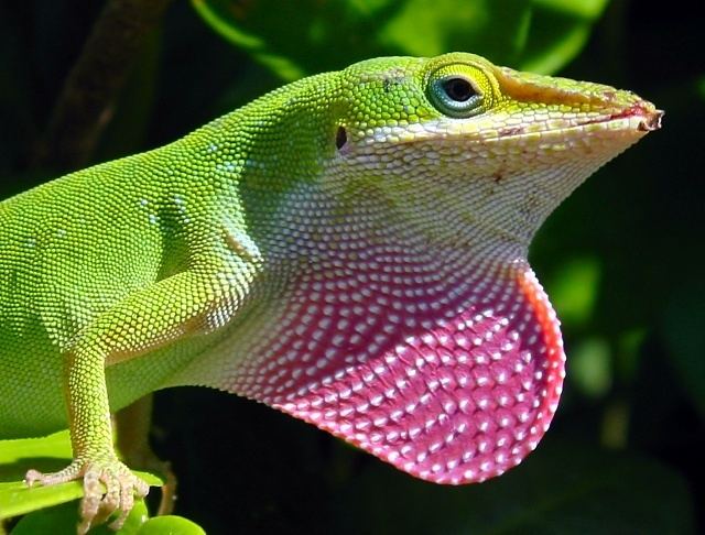 Anolis Anolis Photo Presentation Anole Annals