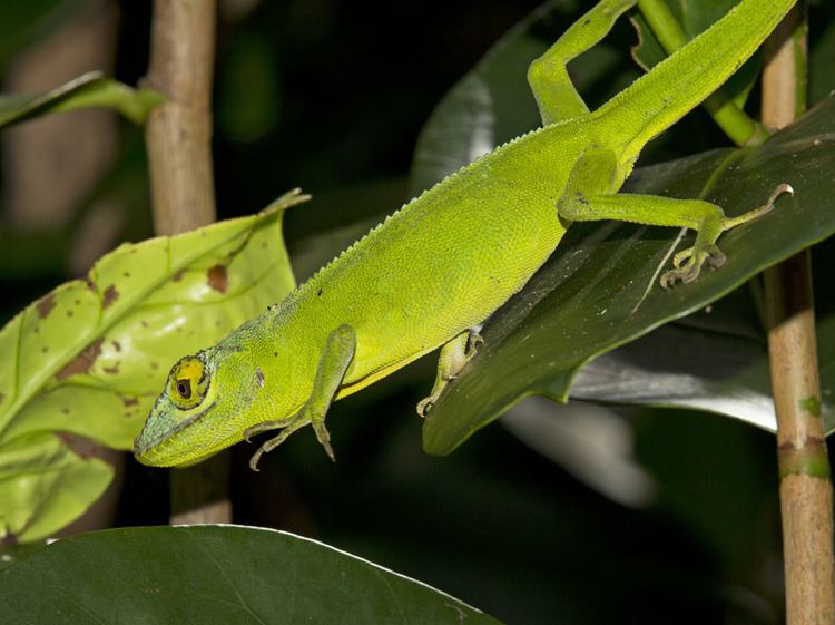 Anolis cuvieri Anolis Cuvieri On The Prowl Anole Annals