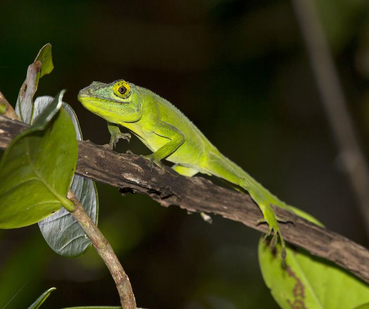 Anolis cuvieri Anolis Cuvieri On The Prowl Anole Annals