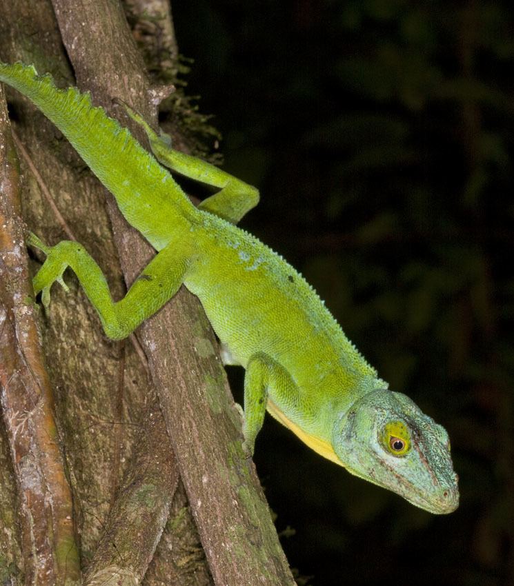 Anolis cuvieri Anolis cuvieri The Reptile Database