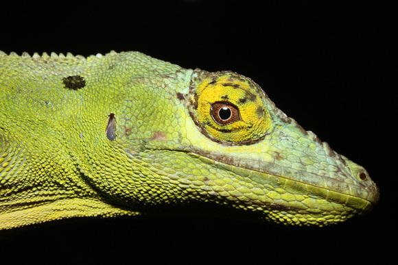 Anolis cuvieri Puerto Rico Wildlife Alfredo Coln Anolis cuvieri Anolis cuvieri