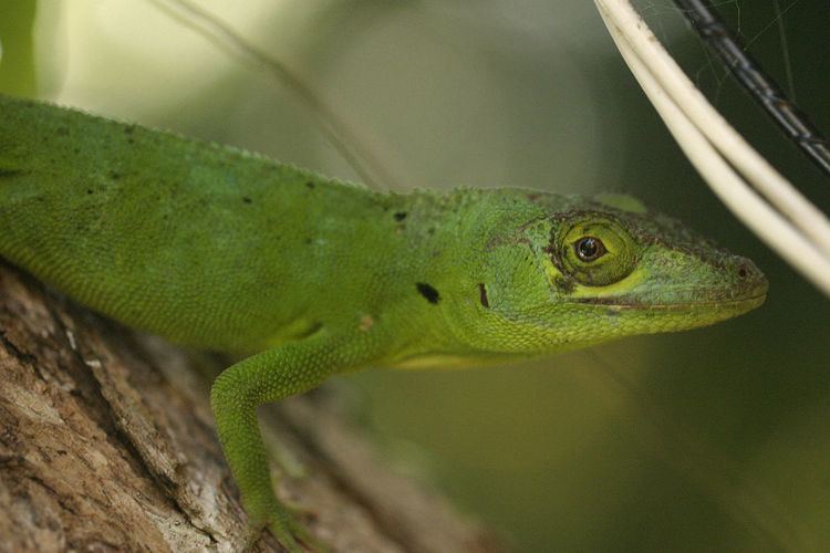 Anolis cuvieri Anolis cuvieri Wikipedia