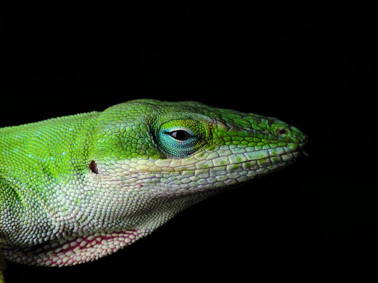 Anolis Carolina anole Wikipedia