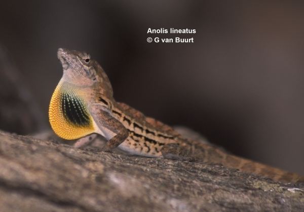 Anolis lineatus wwwcuracaonaturecomimagesreptilesthumbnails