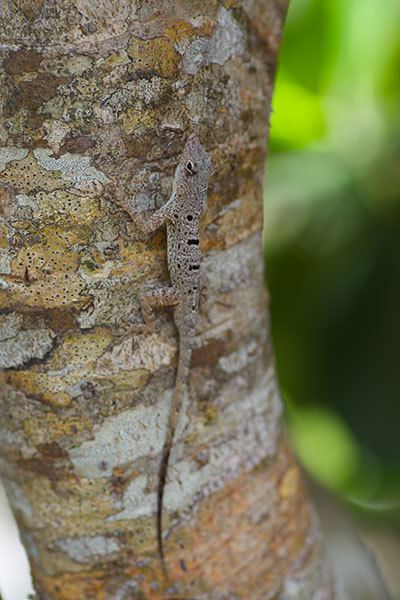 Anolis stratulus Wild Herps Puerto Rican Spotted Anole Anolis stratulus