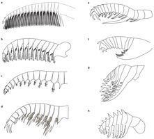 Anomalocaridid wwwnaturecomnaturejournalv507n7493carousel