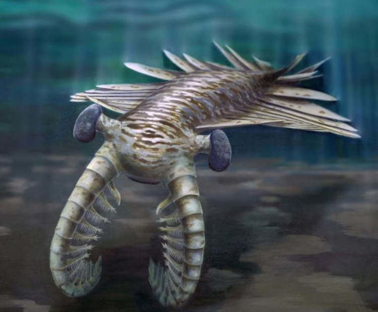 Anomalocaris The History and Significance of Anomalocaris Teaching Biology