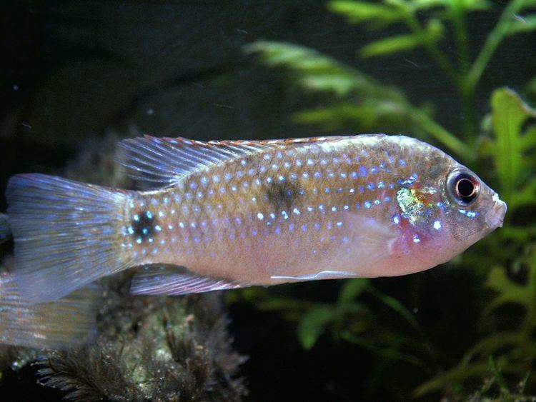 Anomalochromis Anomalochromis Wikipedia