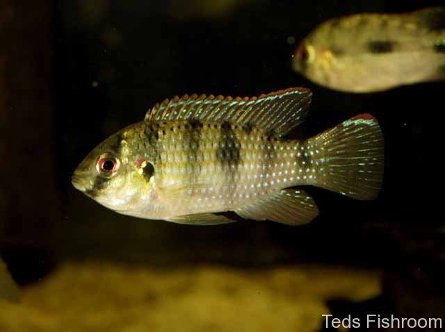 Anomalochromis Anomalochromis thomasi African Butterfly Cichlid Seriously Fish