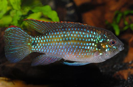 Anomalochromis FishProfilescom New 55 gallon