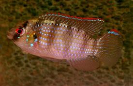 Anomalochromis Anomalochromis thomasi African butterfly cichlid Tropical Fish