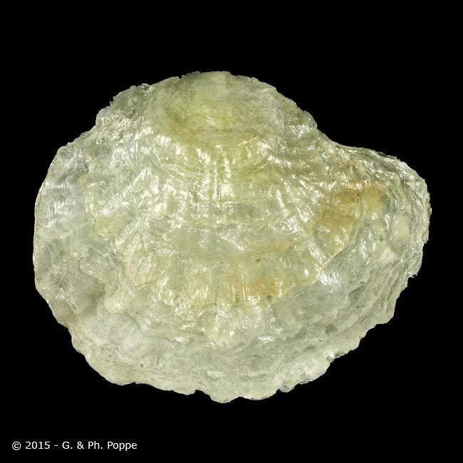 Anomiidae ANOMIIDAE Anomia achaeus ID141418 Shell Detail Shell