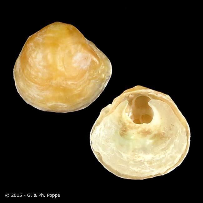 Anomiidae ANOMIIDAE Anomia simplex ID346746 Shell Detail Shell