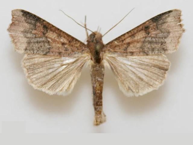 Anomis sabulifera Anomis sabulifera African Moths