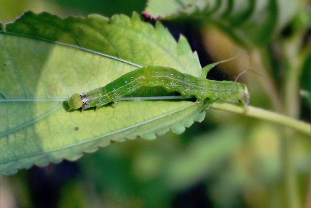 Anomis sabulifera Anomis sabulifera Somnath Sil Flickr