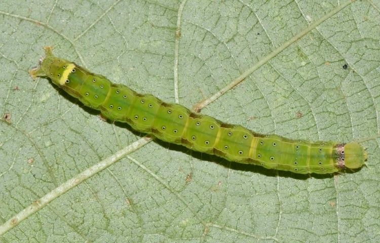 Anomis sabulifera Insect Pests