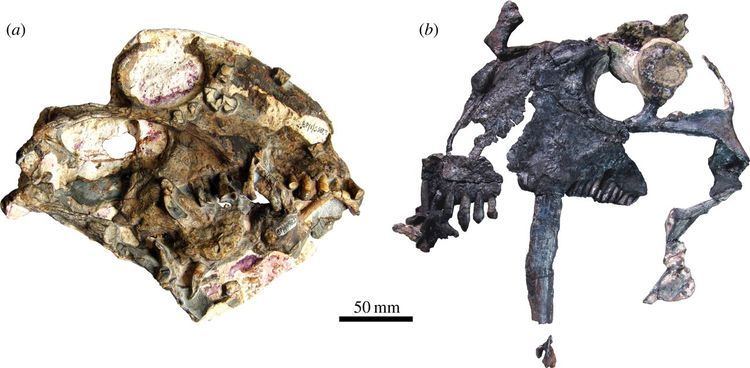 Anomocephalus Tiarajudens eccentricus and Anomocephalus africanus two bizarre