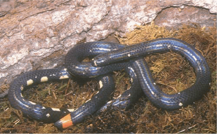 Anomochilus Life is short but snakes are long Dwarf pipesnakes
