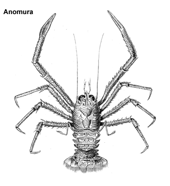 Anomura Crustacea the Higher Taxa Anomura Decapoda Eucarida Malacostraca