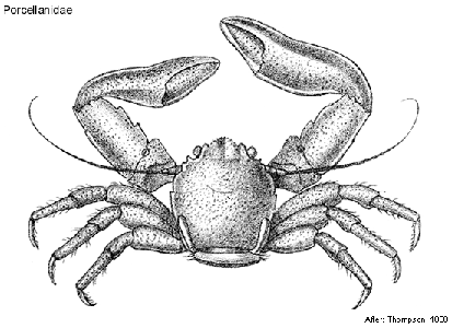 Anomura Anomura Families Porcellanidae