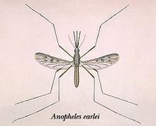 Anopheles earlei httpsuploadwikimediaorgwikipediacommonsthu