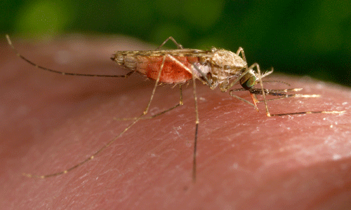 Anopheles gambiae African malaria mosquito Anopheles gambiae Say