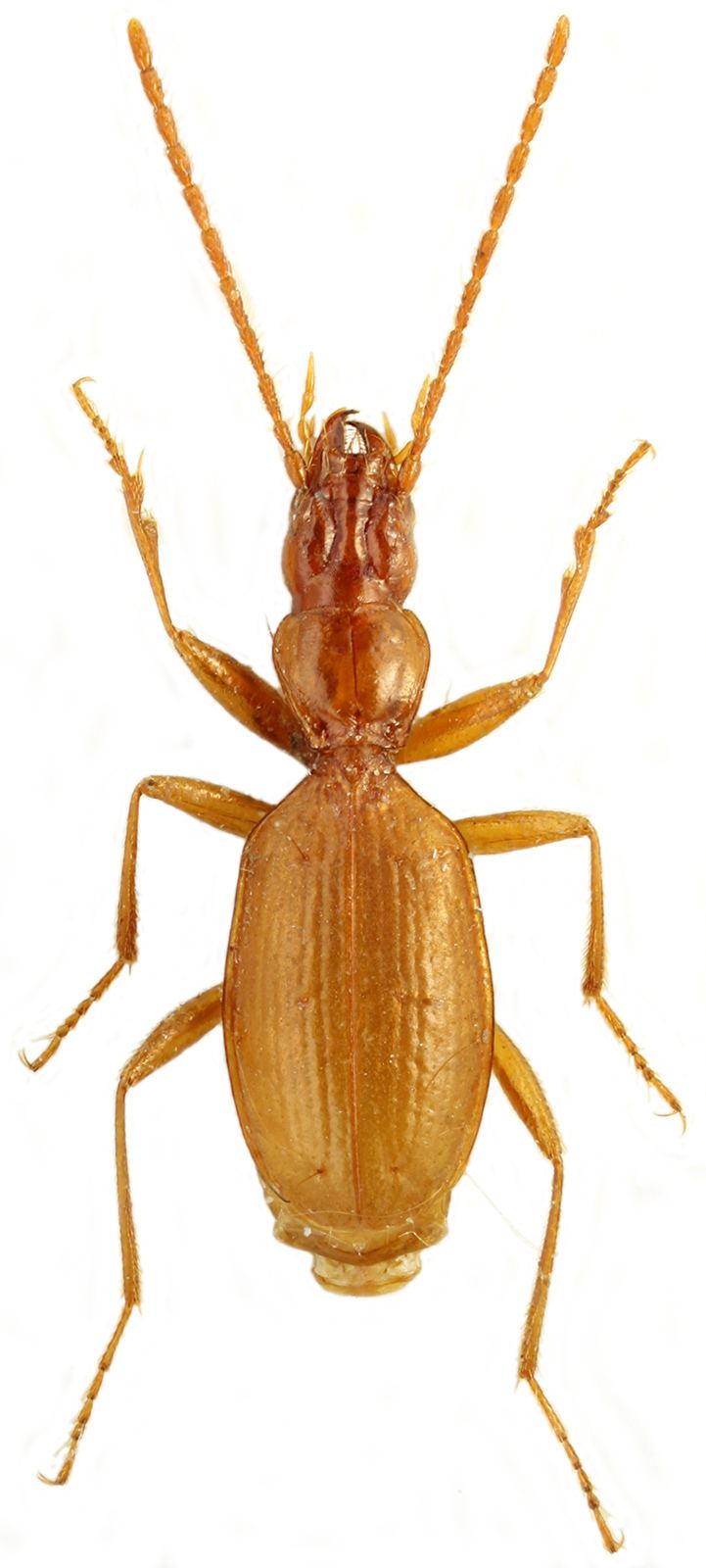 Anophthalmus hitleri Genus Anophthalmus Sturm 1844 131 Carabidae