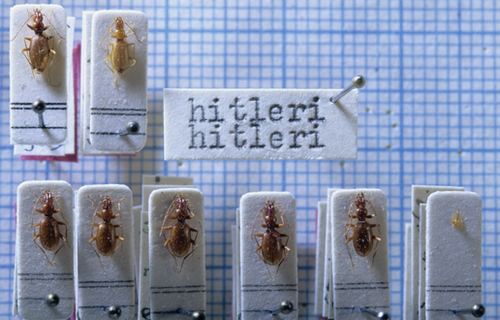 Anophthalmus hitleri Home Der Hitlerkaefer The Hitler Beetle Anophthalmus hitleri