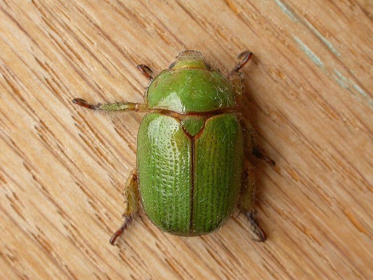 Anoplognathus prasinus
