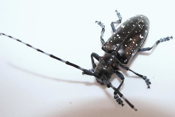 Anoplophora Anoplophora glabripennis Asian longhorn beetle Anoplophora nobilis