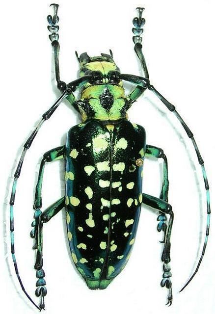 Anoplophora Lamiinae Lamiini Anoplophora solliiquot Worldwide Cerambycidae Photo