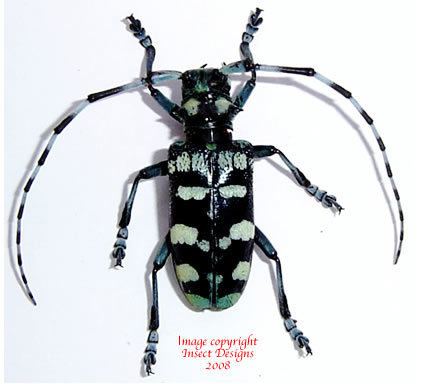 Anoplophora Insect Designs Beetles Cerambycidae Anoplophora zonatrix