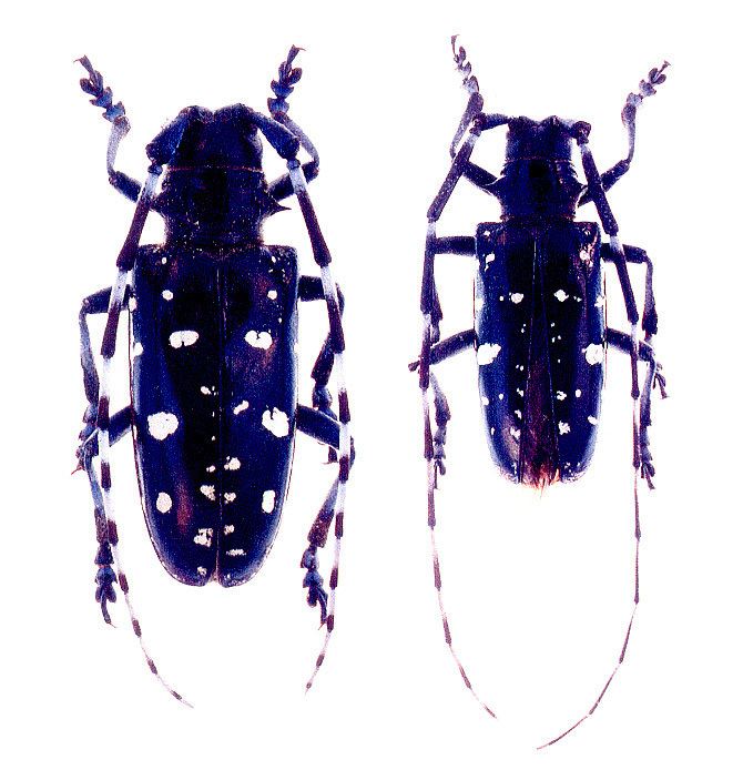 Anoplophora Genus Anoplophora Hope 1839 Cerambycidae