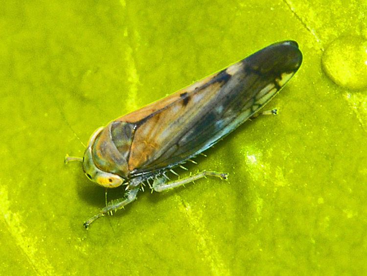 Anoplotettix fuscovenosus