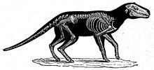 Anoplotherium httpsuploadwikimediaorgwikipediacommonsthu