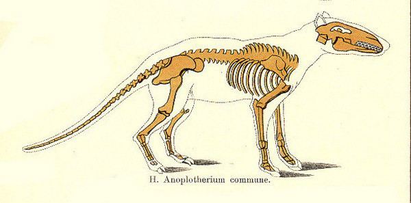 Anoplotherium Dinosaur Skeletal Reconstruction Prehistoric Animal Bones