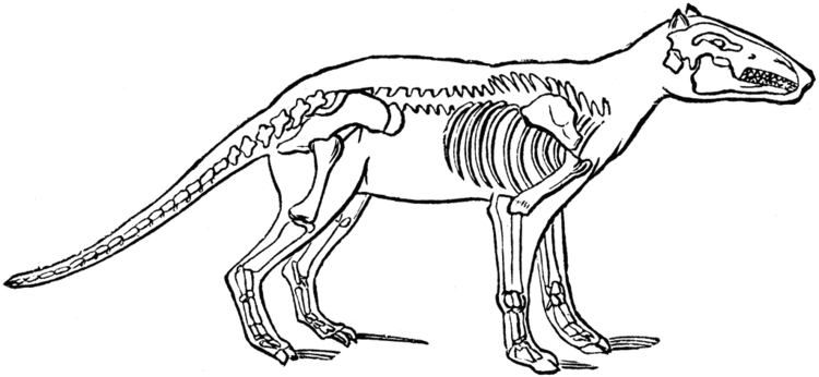 Anoplotherium Anoplotherium ClipArt ETC