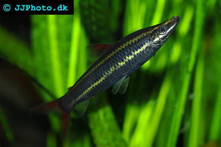 Anostomus Anostomus Fish Anostomus anostomus Profile with care maintenance