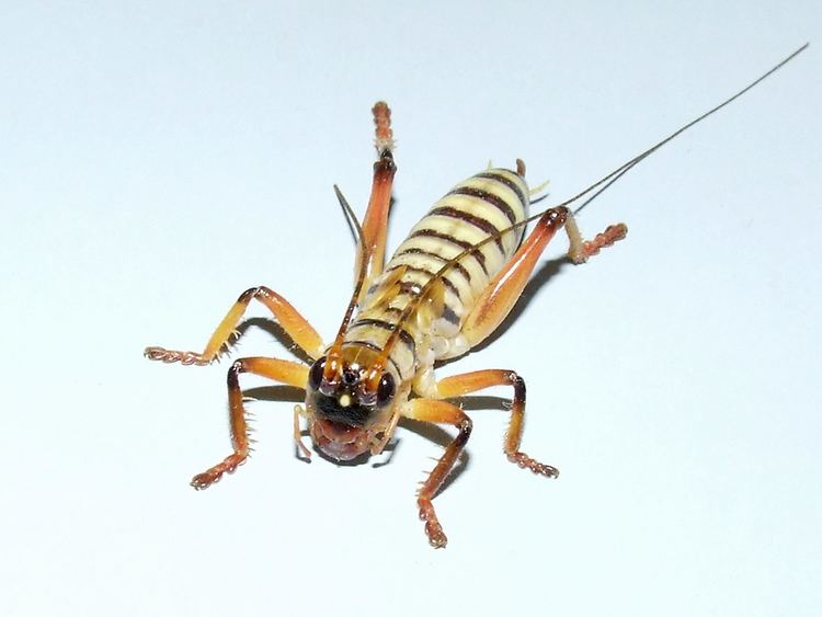 Anostostomatidae Anostostomatidae king cricket nymph Male nymph DSCF52421 Flickr
