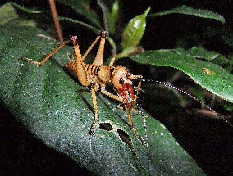 Anostostomatidae King cricket Anostostomatidae male Mitsinjo Reserve An Flickr
