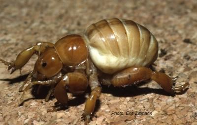 Anostostomatidae Variety of Life Anostostomatidae