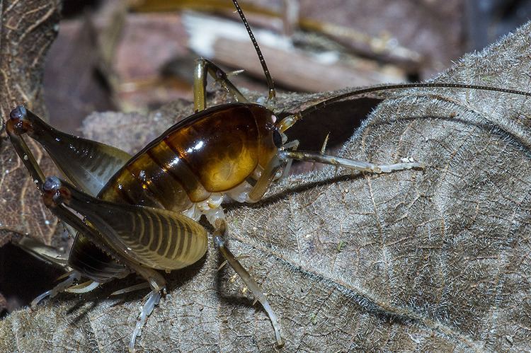 Anostostomatidae Grilorei Classe Insecta Ordem Orthoptera Familia Anost Flickr