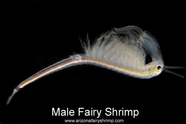 Anostraca Fairy Shrimp Anostraca ArizonaFairyShrimpcom